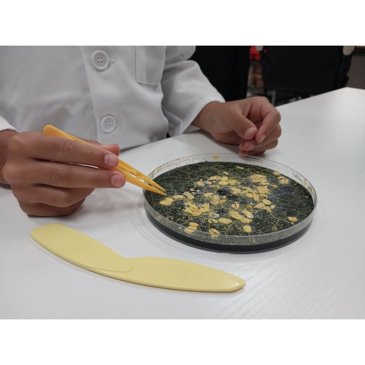 child doing the blob experiment on a large agar petri dish with tweezers