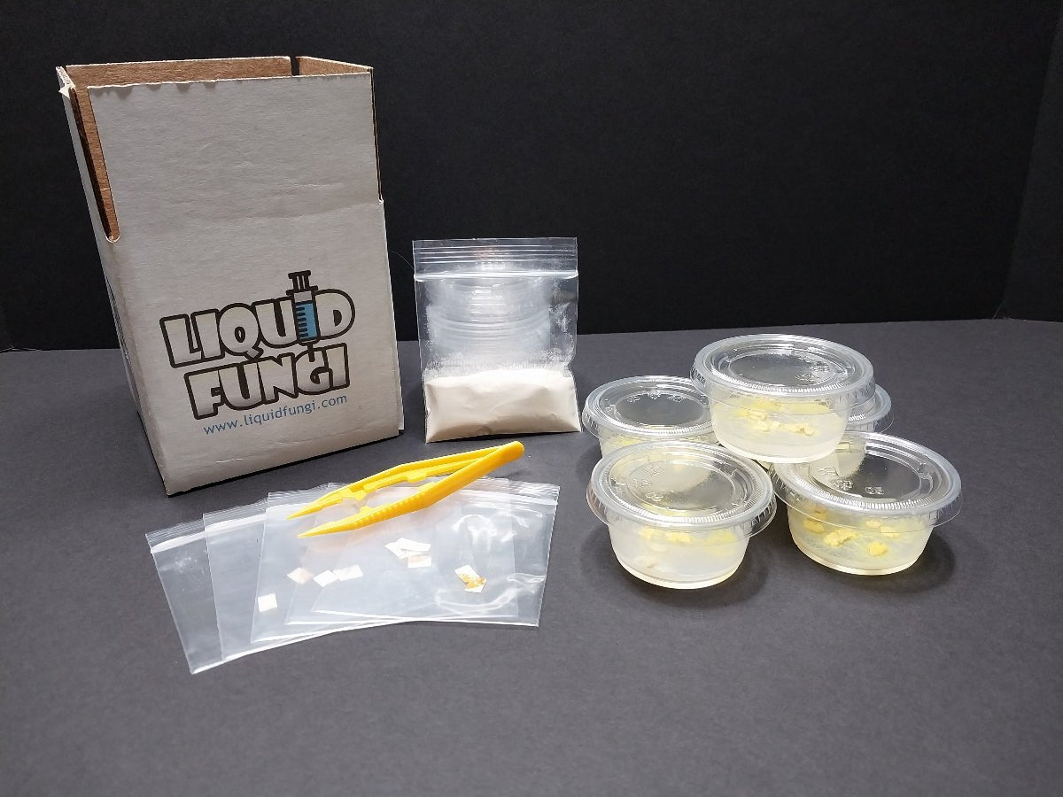 teacher blob kits, buy physarum polycephalum, slime mold, classroom science experiment, stem