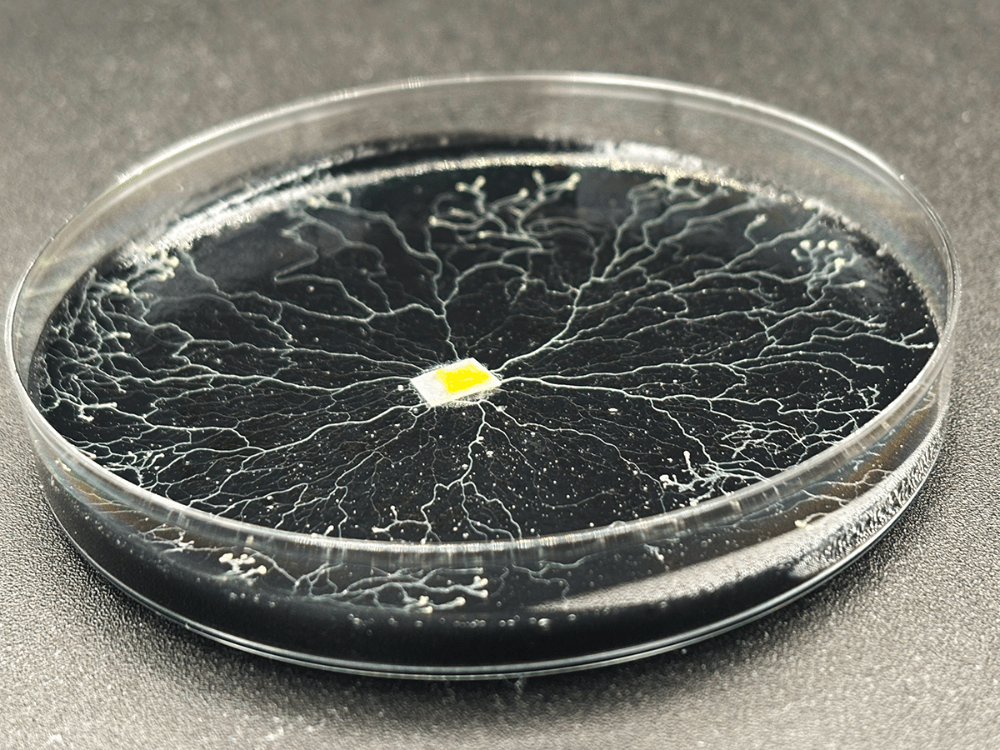living slime mold, petri dish science experiment, the blob sclerotia