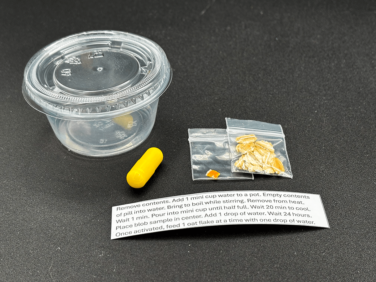 Physarum polycephalum, slime mold, blob kit, science experiment, kids science kit