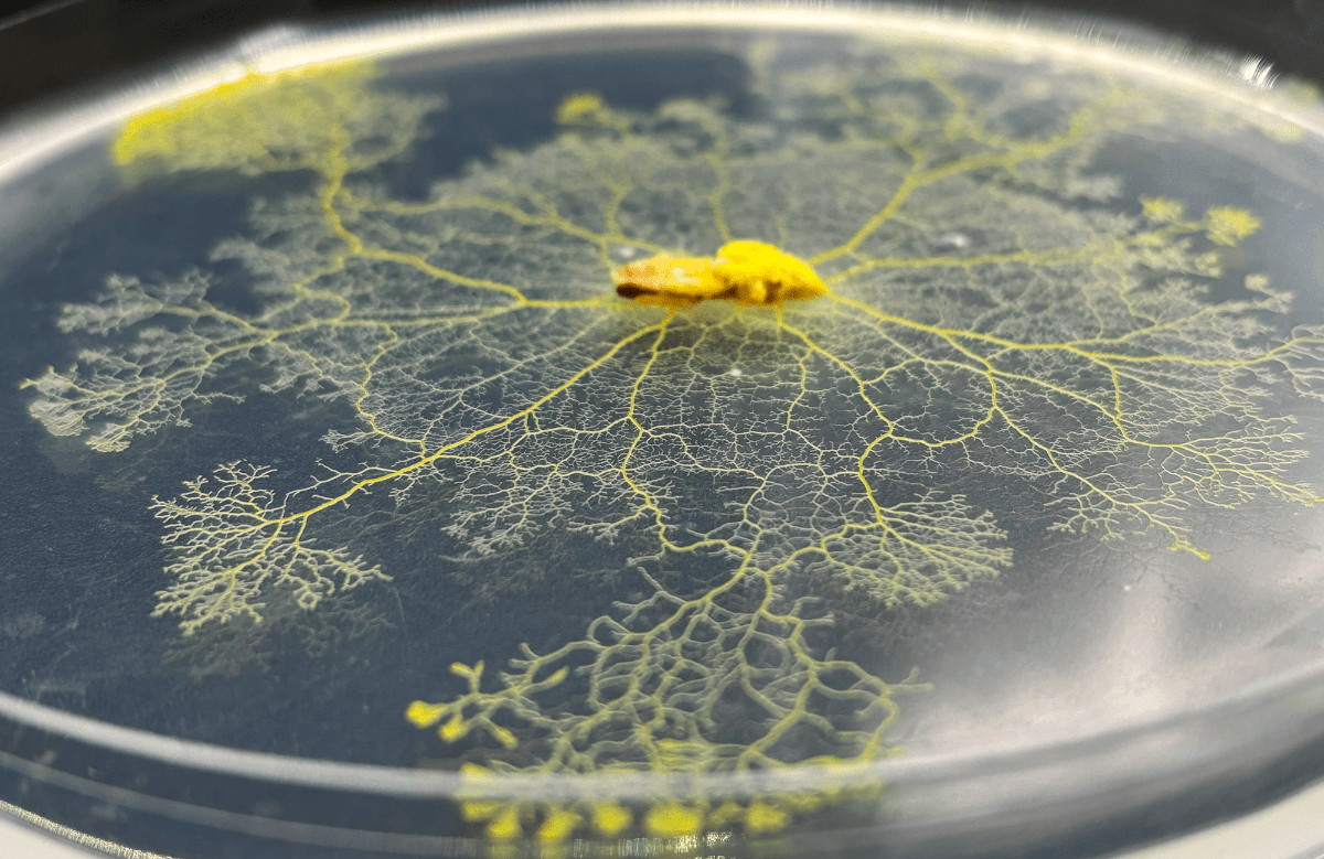 physarum polycephalum petri dish close up blob kit