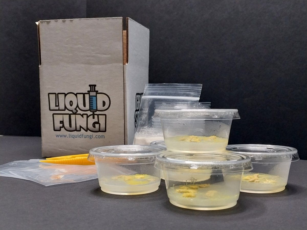slime science kit, teaching supplies, science kits, physarum polycephalum