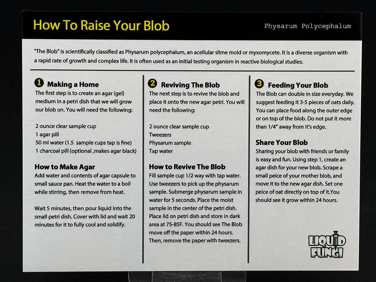 slime mold, blob experiment, living slime kit, instructions
