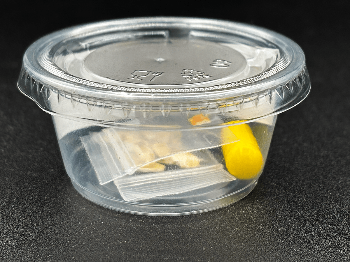 Physarum polycephalum, living slime, mini kit, homeschool experiment