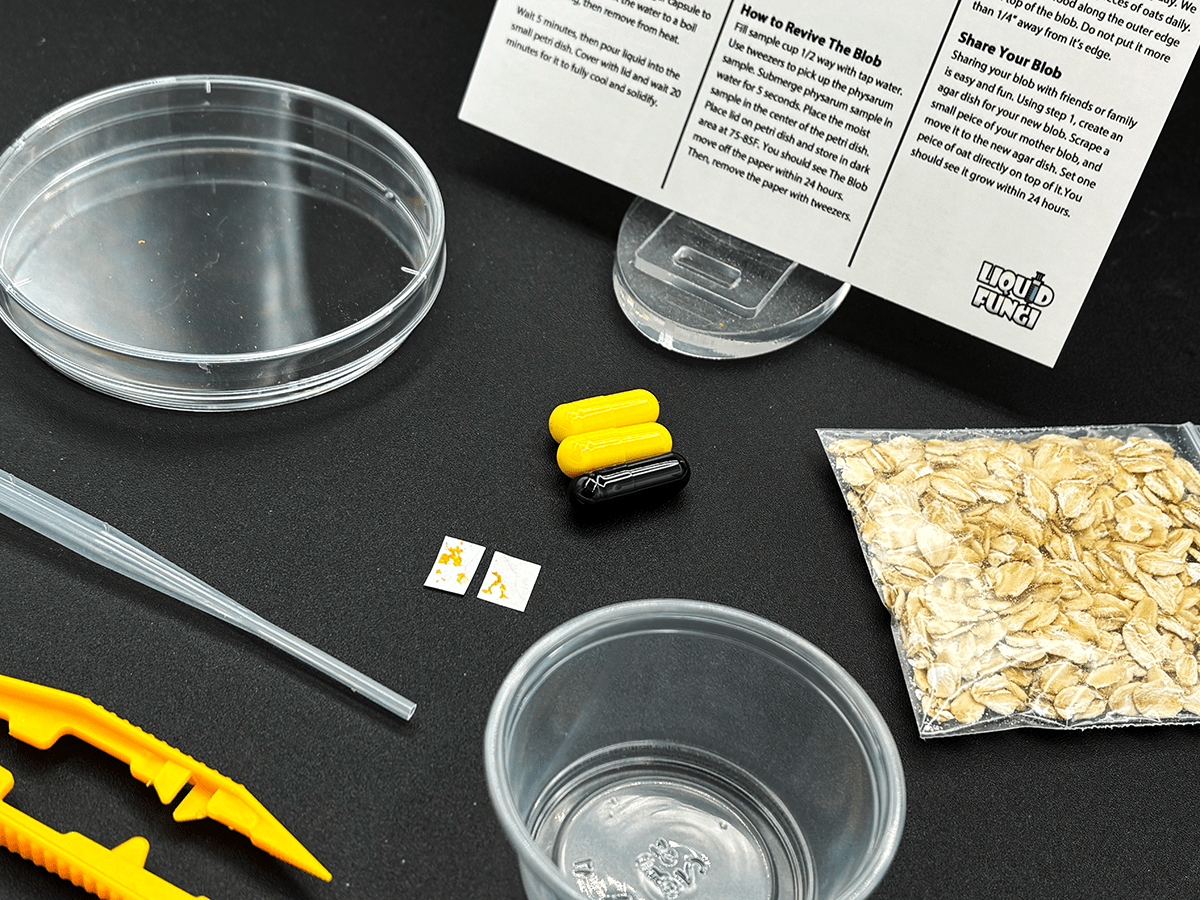 slime mold, science kit, blob experiment