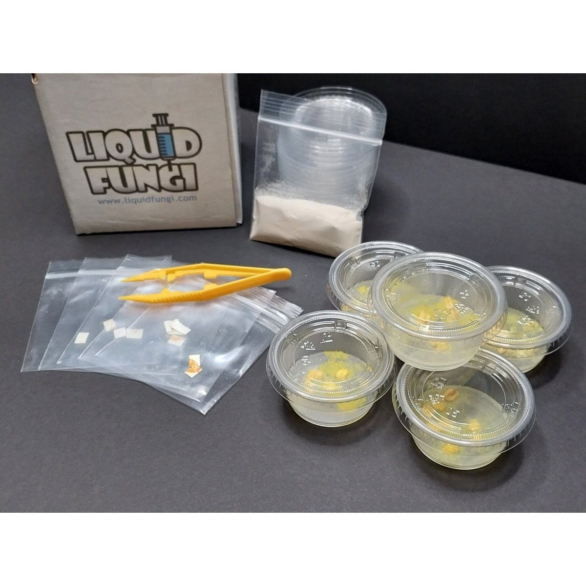slime mold experiment, living blob, educator, teacher kit