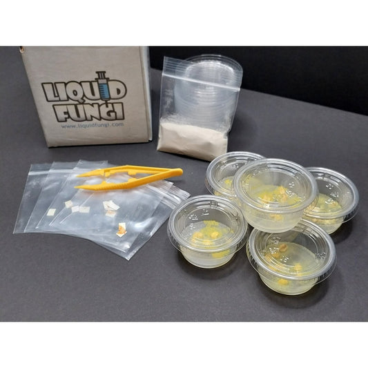 slime mold experiment, living blob, educator, teacher kit