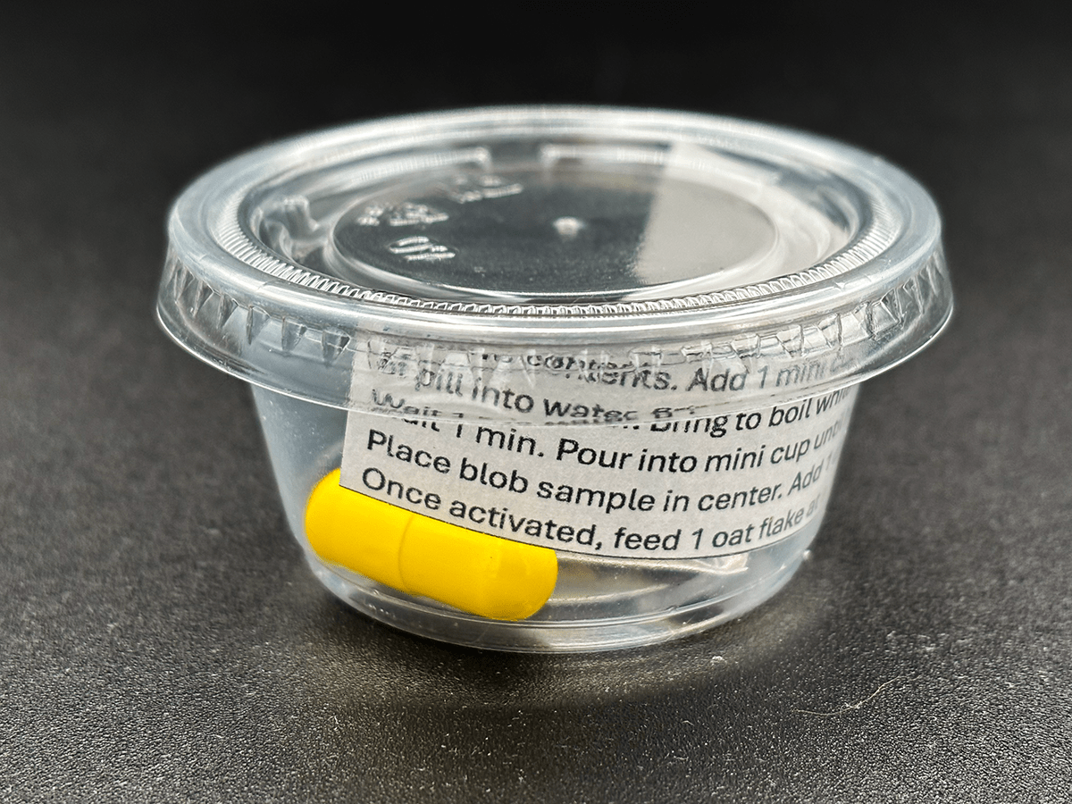 the blob science kit, homeschool experiment, living slime mold sample