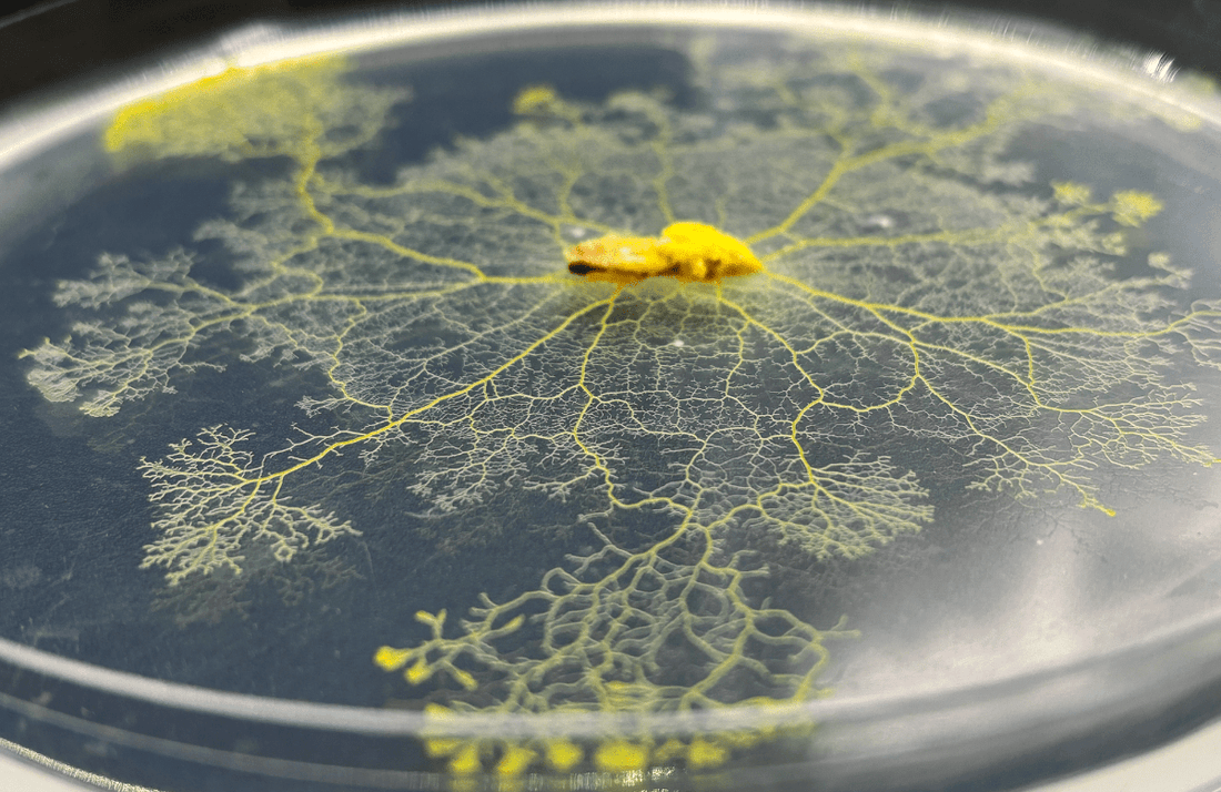 Why the Teacher's Classroom Slime Mold Kit Is the Perfect Class Project