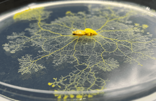 Why the Teacher's Classroom Slime Mold Kit Is the Perfect Class Project