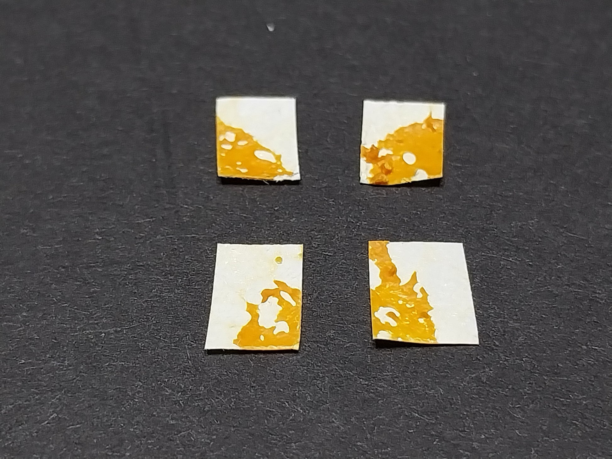 physarum polycephalum 4 samples