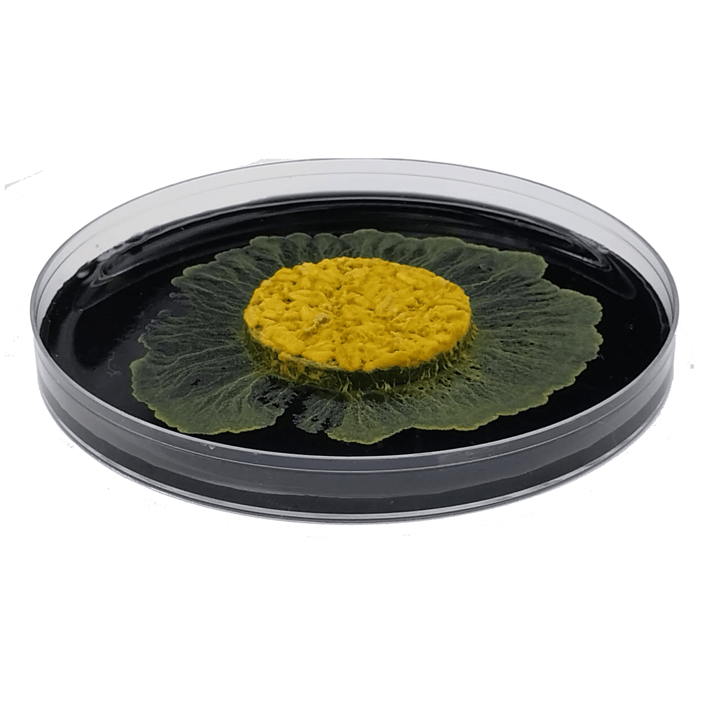 slime mold grow, blob kit, science project, stem experiment